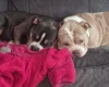 American Bulldog
