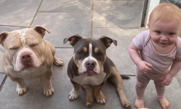 Mixed Breed