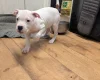 American Bulldog