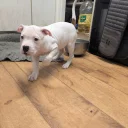 American Bulldog