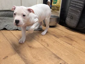 American Bulldog