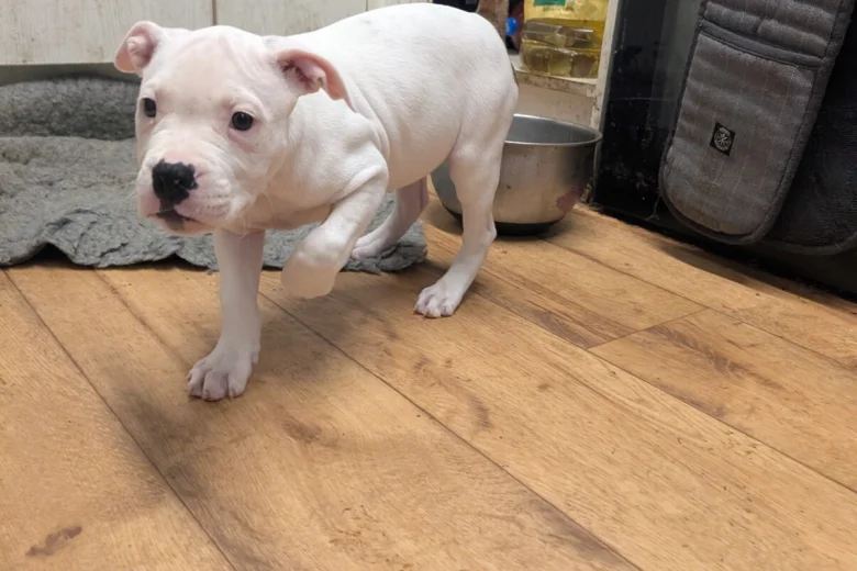 American Bulldog