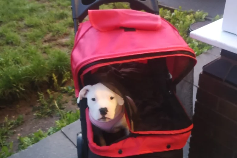 American Bulldog