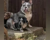 American Bulldog