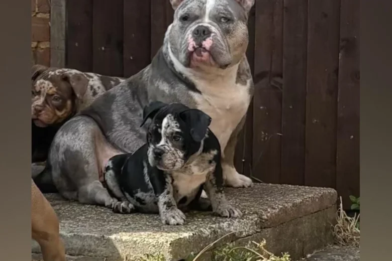 American Bulldog