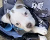 Staffordshire Bull Terrier