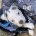 Staffordshire Bull Terrier