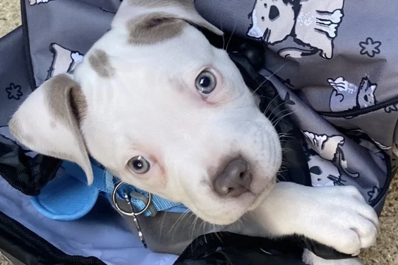 Staffordshire Bull Terrier