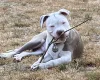 Staffordshire Bull Terrier