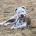 Staffordshire Bull Terrier