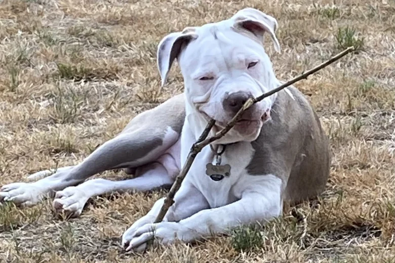 Staffordshire Bull Terrier