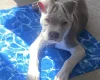 Staffordshire Bull Terrier