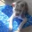 Staffordshire Bull Terrier