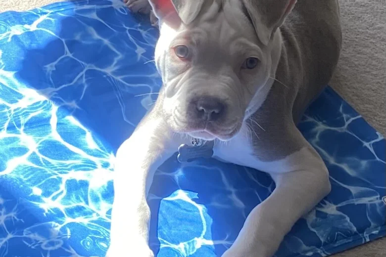 Staffordshire Bull Terrier