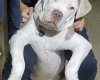 Staffordshire Bull Terrier