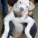 Staffordshire Bull Terrier
