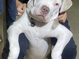Staffordshire Bull Terrier