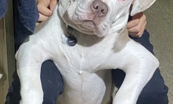 Staffordshire Bull Terrier