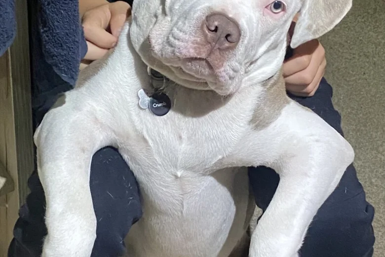 Staffordshire Bull Terrier