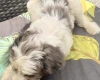 Labradoodle
