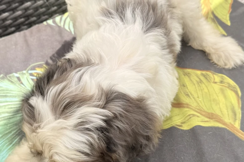 Labradoodle