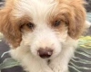 Labradoodle