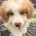 Labradoodle
