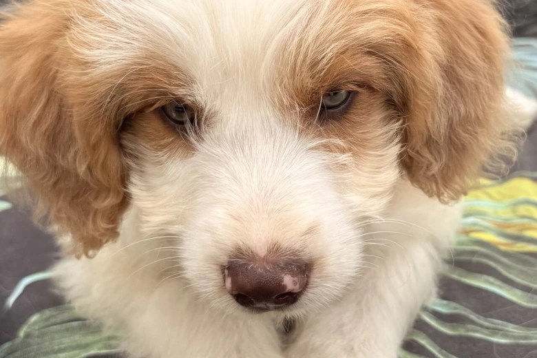 Labradoodle