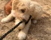 Labradoodle