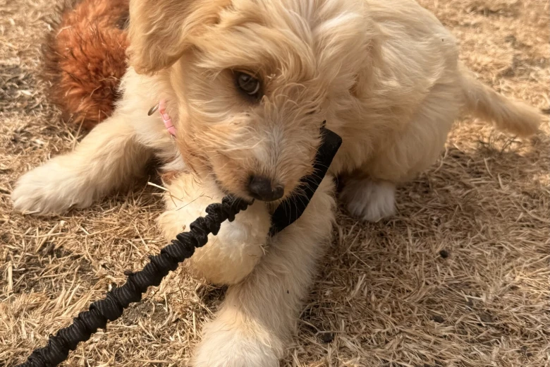 Labradoodle