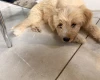 Labradoodle