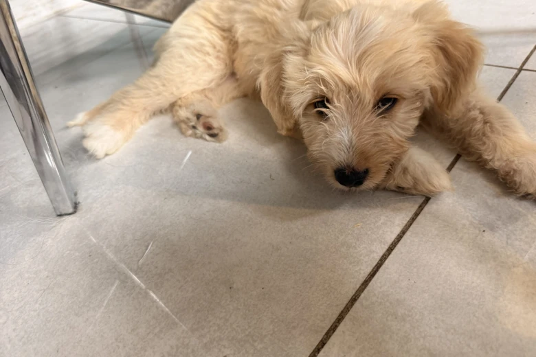 Labradoodle