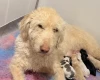 Labradoodle