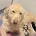 Labradoodle