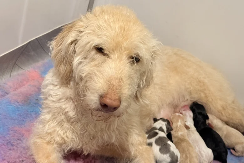 Labradoodle