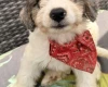 Labradoodle