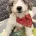 Labradoodle