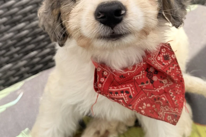 Labradoodle