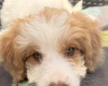 Labradoodle