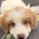 Labradoodle