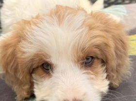 Labradoodle
