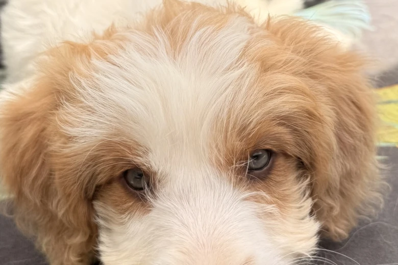 Labradoodle