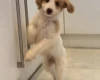 Labradoodle