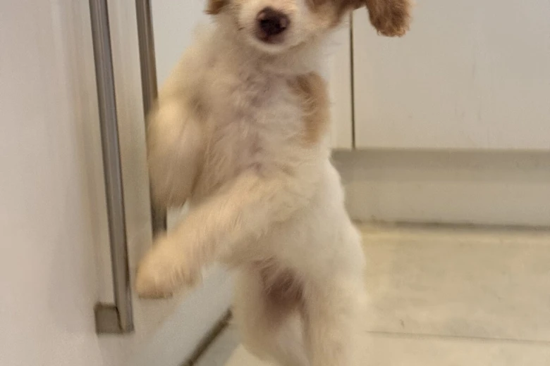 Labradoodle