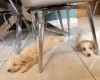 Labradoodle