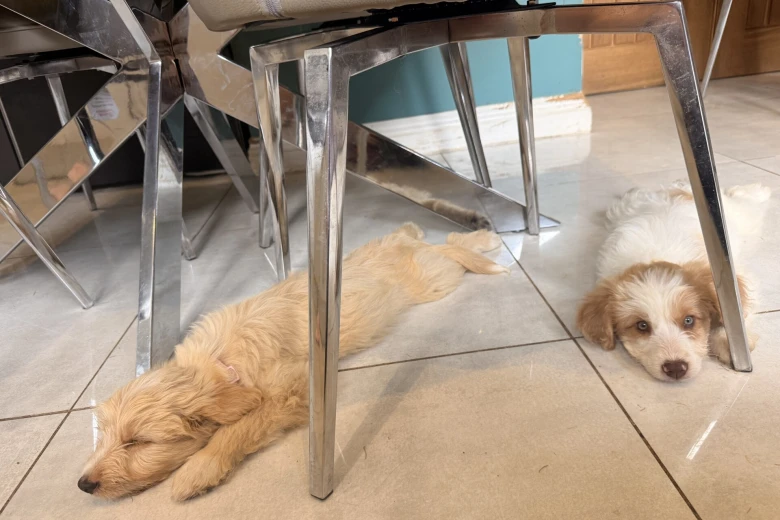 Labradoodle