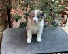 Australian Shepherd Dog