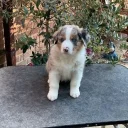 Australian Shepherd Dog