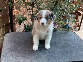 Australian Shepherd Dog