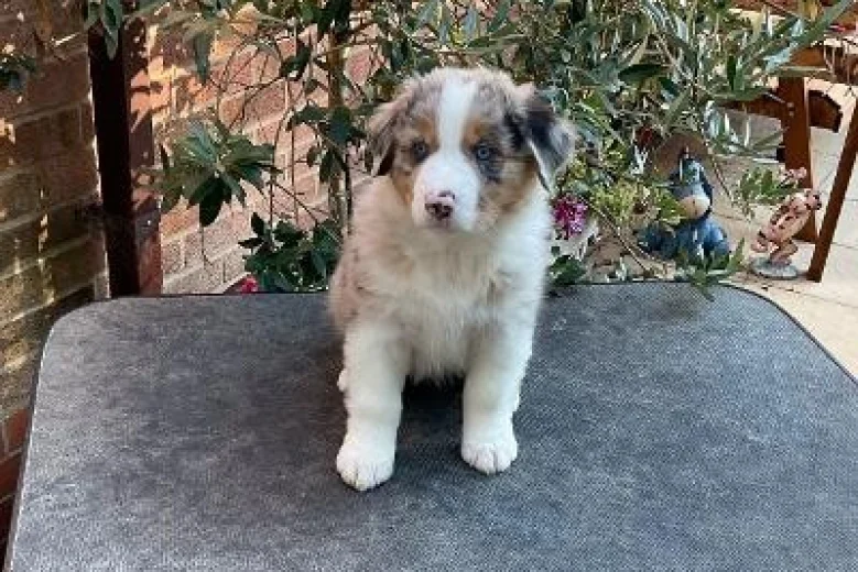 Australian Shepherd Dog